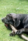Picture of neapolitan mastiff chewing a stick