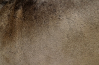 Picture of Neapolitan Mastiff coat, close up