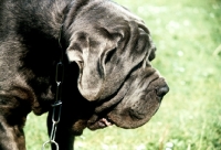 Picture of neapolitan mastiff in germany, head shot