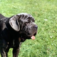 Picture of neapolitan mastiff in germany, portrait