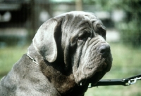 Picture of neapolitan mastiff in germany, portrait
