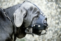 Picture of neapolitan mastiff in germany wearing a muzzle