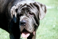 Picture of neapolitan mastiff in germany, looking worried