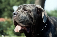 Picture of neapolitan mastiff in germany, head shot