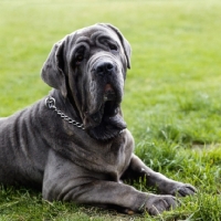 Picture of neapolitan mastiff lying on grass