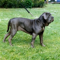 Picture of neapolitan mastiff on lead