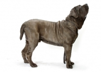 Picture of Neapolitan Mastiff on white background, looking up