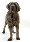 Picture of Neapolitan Mastiff on white background, front view