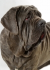 Picture of Neapolitan Mastiff on white background, portrait