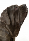 Picture of Neapolitan Mastiff on white background, profile
