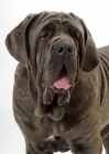 Picture of Neapolitan Mastiff on white background