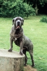 Picture of neapolitan mastiff standing up on log