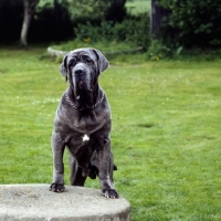 Picture of neapolitan mastiff with front legs on pedestal, frowning