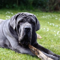 Picture of neapolitan mastiff with stick