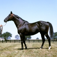 Picture of nearctic, son of nearco, sire of northern dancer, thoroughbred in usa