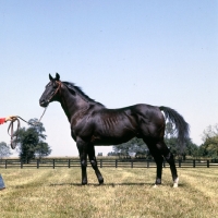 Picture of nearctic, son of nearco, sire of northern dancer, thoroughbred in usa