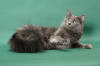Picture of Nebelung cat lying downon green background