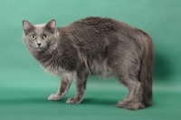 Picture of Nebelung cat on green background