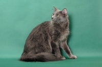 Picture of Nebelung cat on green background