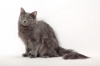 Picture of Nebelung cat on white background