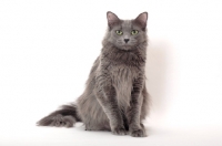 Picture of Nebelung cat on white background