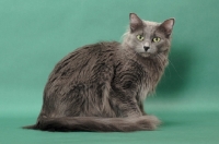 Picture of Nebelung cat sitting down on green background