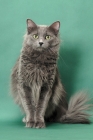 Picture of Nebelung cat sitting down on green background