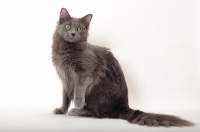 Picture of Nebelung cat sitting down on white background