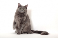 Picture of Nebelung cat sitting on white background