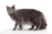 Picture of Nebelung cat standing on white background