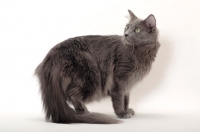 Picture of Nebelung cat standing on white background