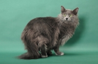 Picture of Nebelung on green background