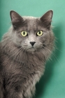 Picture of Nebelung portrait