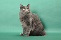 Picture of Nebelung sitting down