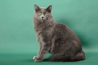 Picture of Nebelung sitting on green background