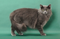 Picture of Nebelung standing on green background