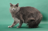 Picture of Nebelung standing