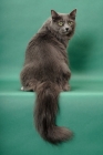 Picture of Nebelung turning back
