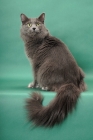 Picture of Nebelung turning back