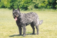 Picture of Nederlandse Herder - dutch sheepdog - wire coat