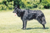 Picture of Nederlandse Herder - dutch sheepdog - long coat