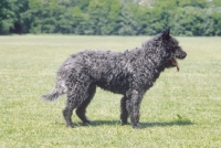 Picture of Nederlandse Herder - dutch sheepdog wirehaired, side view