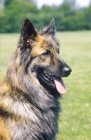 Picture of Nederlandse Herder - dutch sheepdog - long coat