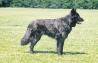 Picture of Nederlandse Herder - dutch sheepdog - long coat