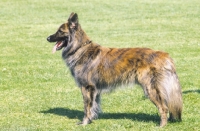 Picture of Nederlandse Herder - dutch sheepdog - long coat
