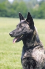 Picture of Nederlandse Herder - dutch sheepdog - smooth variety