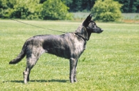 Picture of Nederlandse Herder - dutch sheepdog - smooth