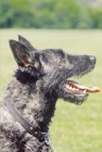 Picture of Nederlandse Herder - dutch sheepdog wirehaired, profile