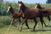 Picture of Nellie and Zonneveld Gelderland mares with foal Akkervel, trotting 