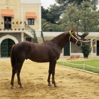 Picture of Nervioso, Spanish Anglo Arab  full body 